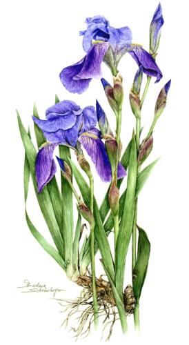 Iris 